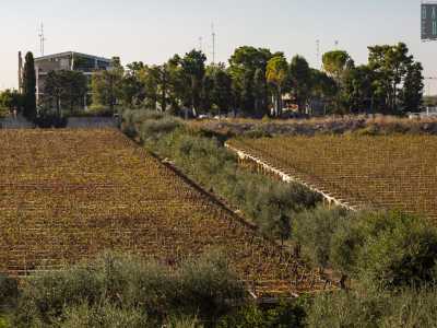 Questa zona � infatti ancora chiamata abbasce a la Fitte (gi� alla Fitta) e proprio per le condizioni favorevoli all�agricoltura fu sede sin dal Neolitico di insediamenti rurali. Nuclei che si sono sviluppati soprattutto tra il X e il XIII secolo dopo Cristo, quando in questa parte di Bari sorgeva la vasta propriet� terriera del casale Cillaro